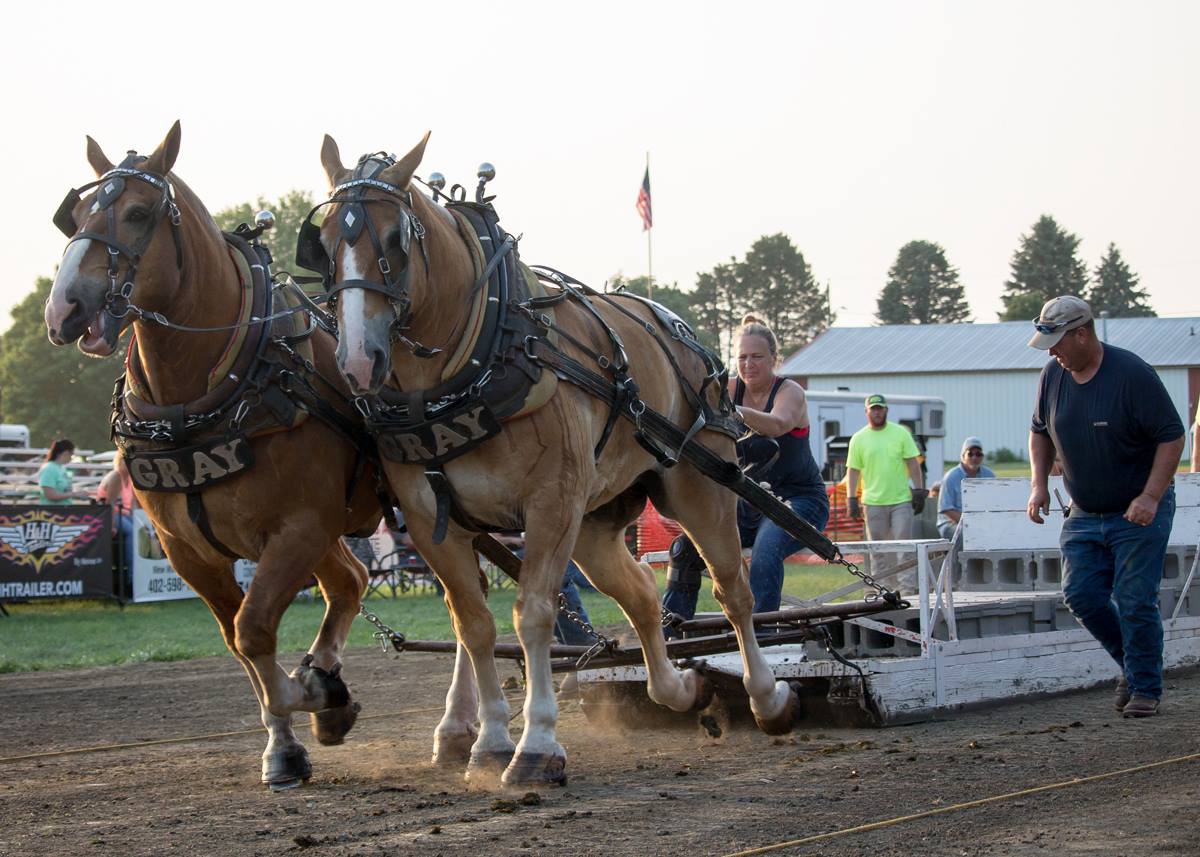 Draft Horse Pull